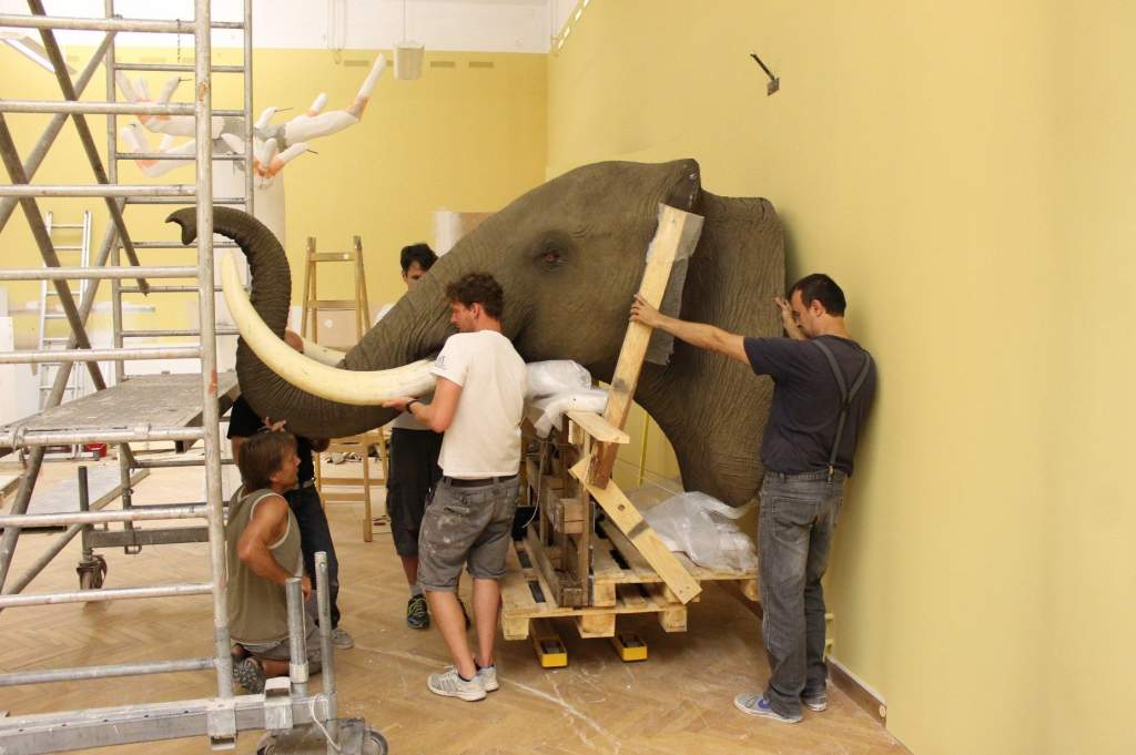 350 kilós elefántfej a szegedi múzeumban
