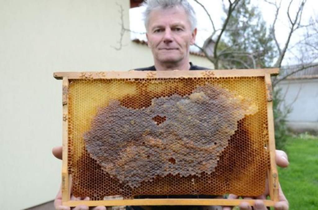 Fotó a kiskunmajsai csodáról: Magyarország-térképet mézeltek a méhek