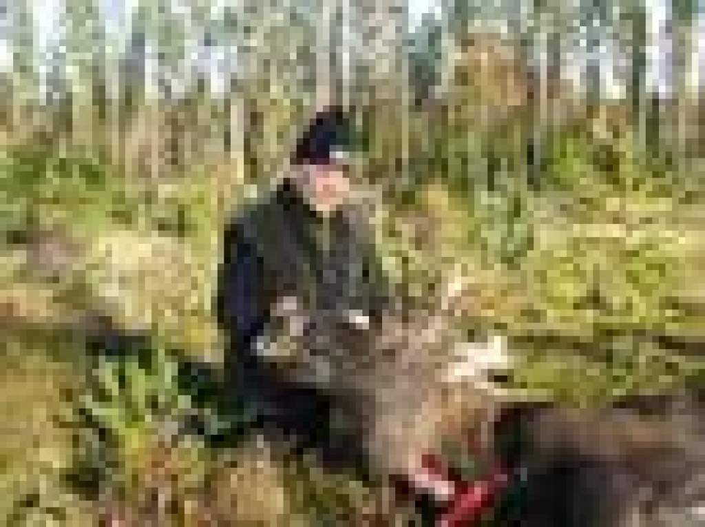 Jávorszarvasvadászat Svédországban