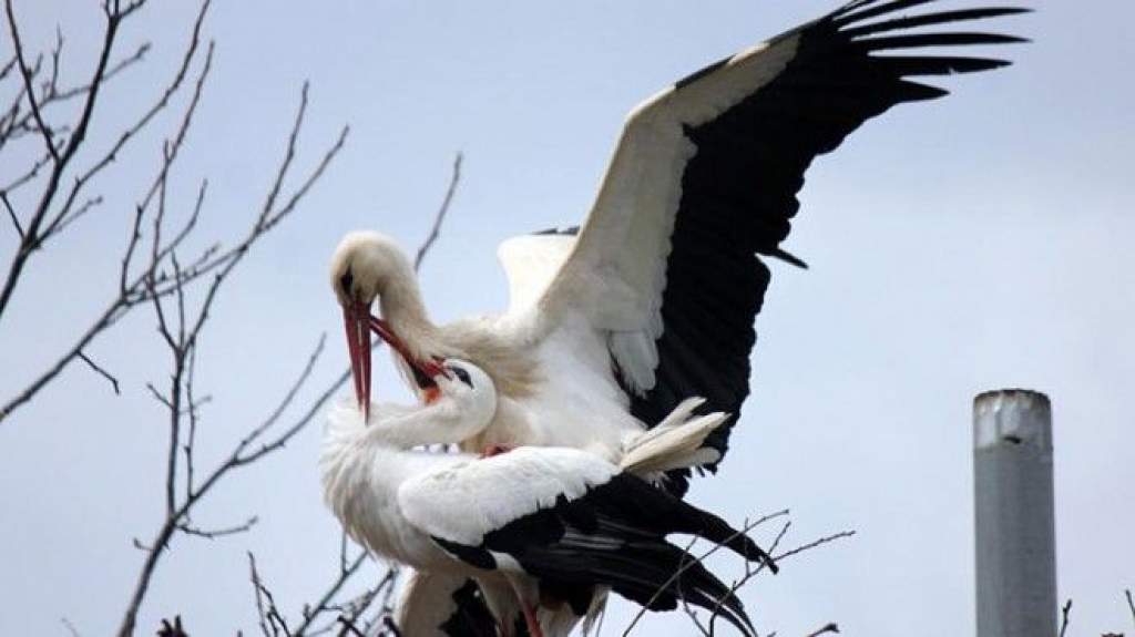 15 éve minden tavasszal 13 ezer kilométert repül a gólya, hogy viszontláthassa párját