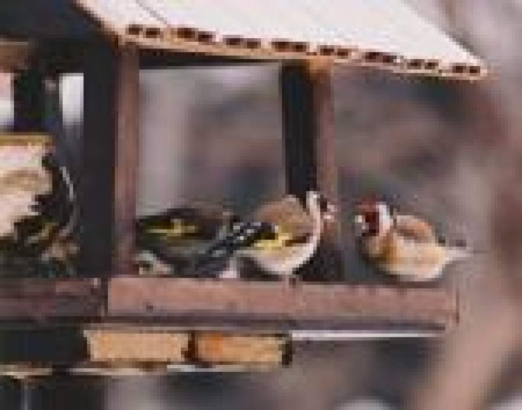 A madarak védelme és etetése