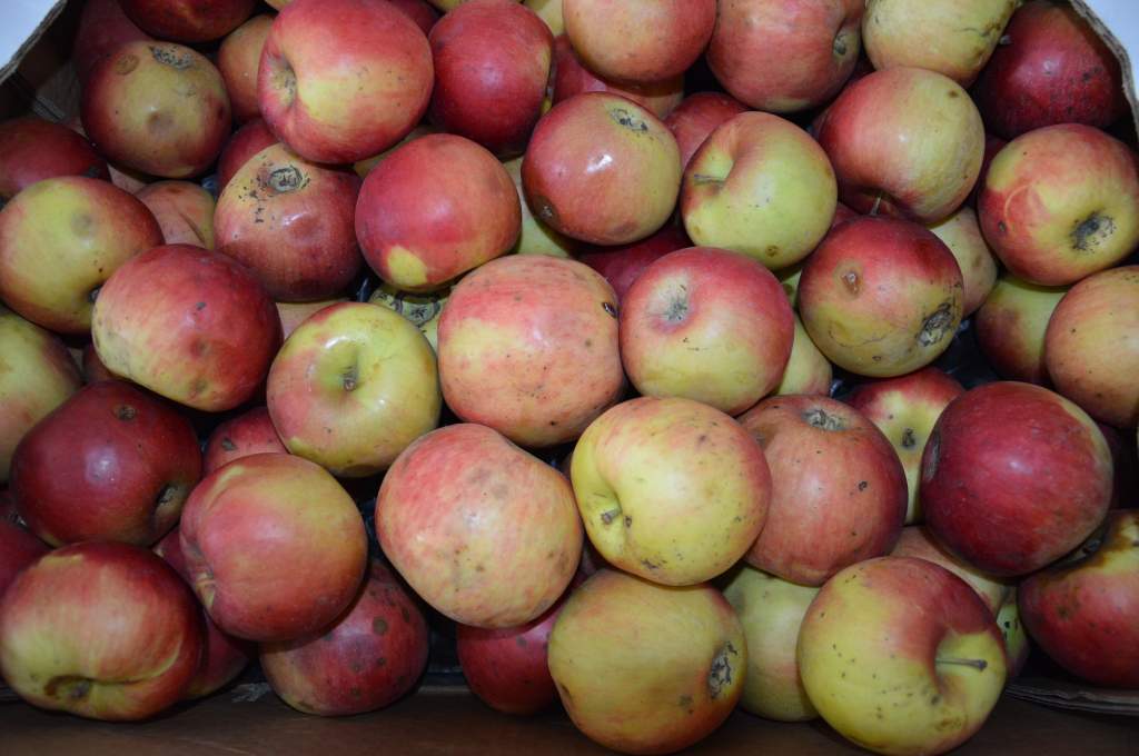 Katolikus Karitász: harminc rászoruló család kapott almát a Wojtyla Házban