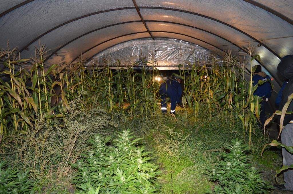 Lezárt akta: Kukoricásban elrejtett kábítószer-ültetvény