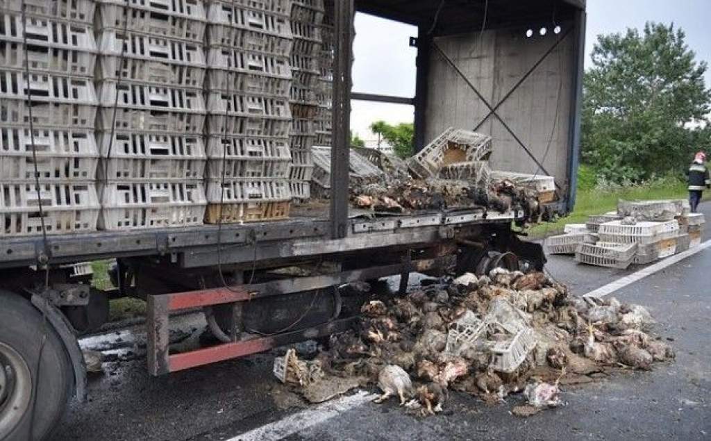 Több száz csirke elpusztult egy balesetben Bács-Kiskunban