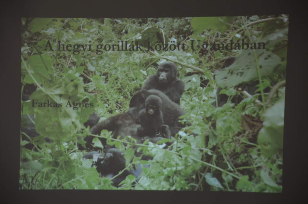 Dr. Farkas Ágnes: A hegyi gorillák között Ugandában