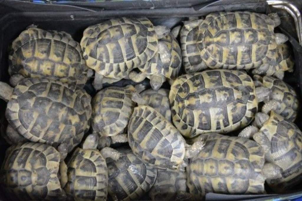 Döbbenet Tompán: 24 teknős lapult egy bőröndben