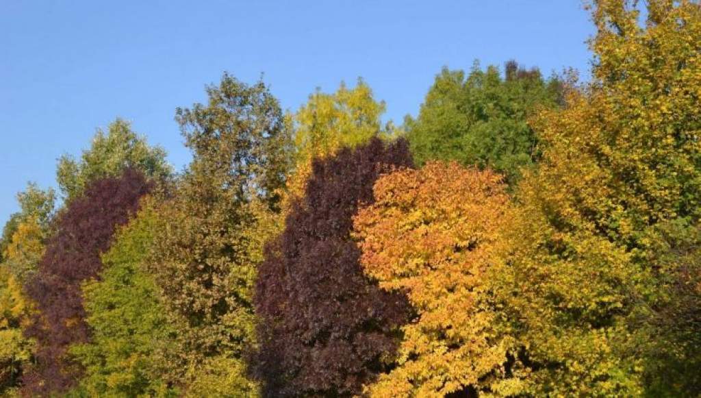 Az ősz színeiben pompázik a Kecskeméti Arborétum