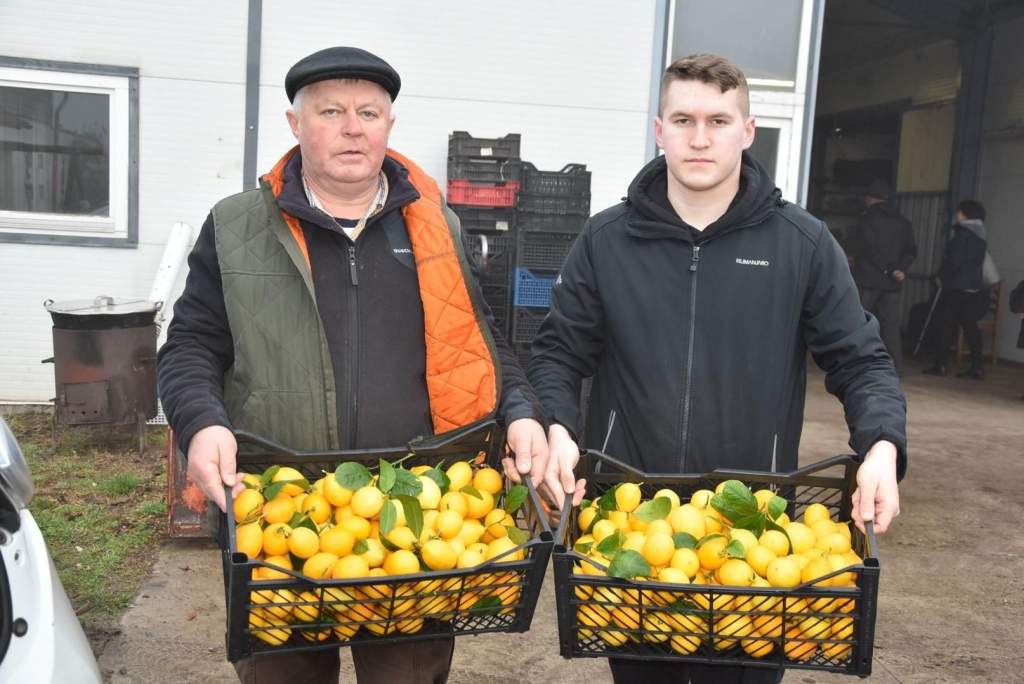 Friss citrancs a lajosmizsei „citromkirálytól”