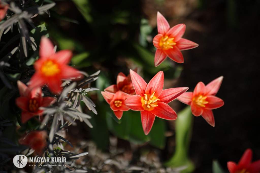 Teremtésvédelmi kalendárium – A tétlenség ára