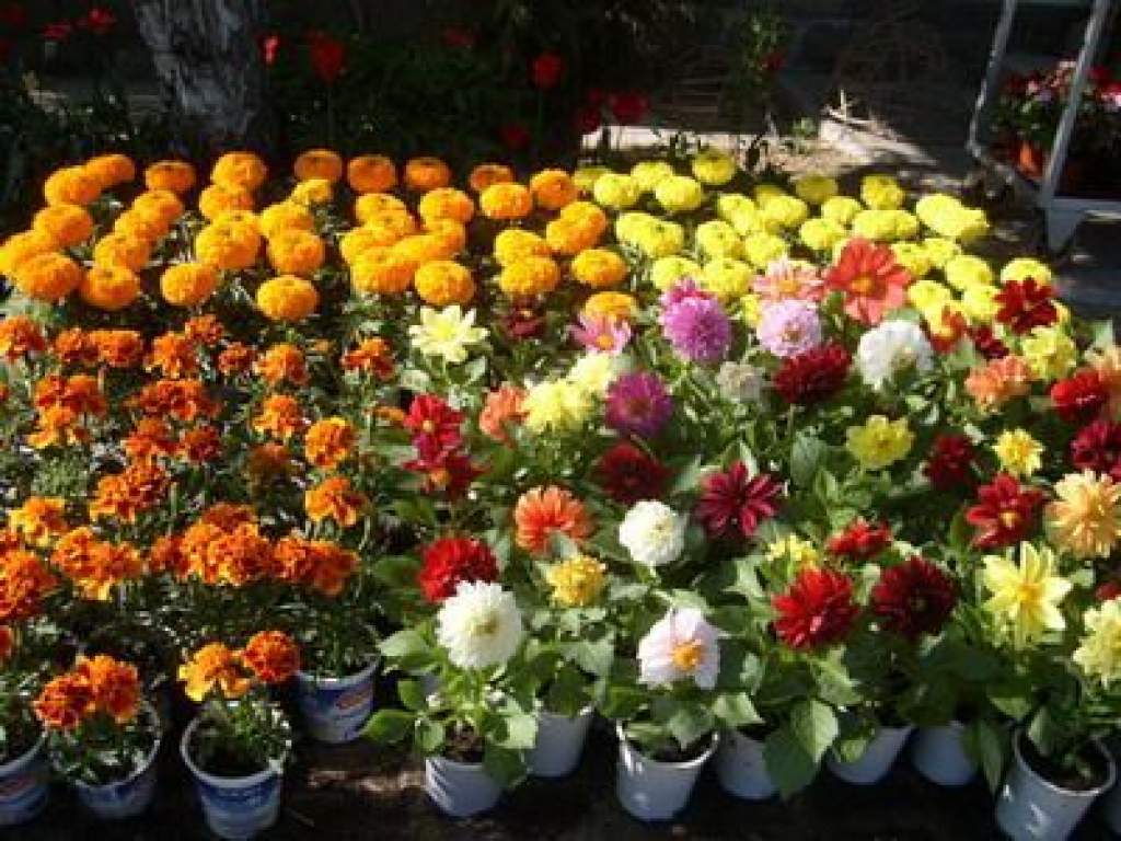 2010. évi tavaszi virágvásár és „Virágos Kecskemétért 2010 verseny 