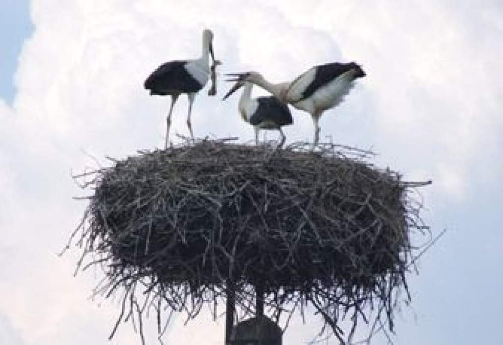 Megüresedett fészkek – a gólyák kétharmada hiányzik