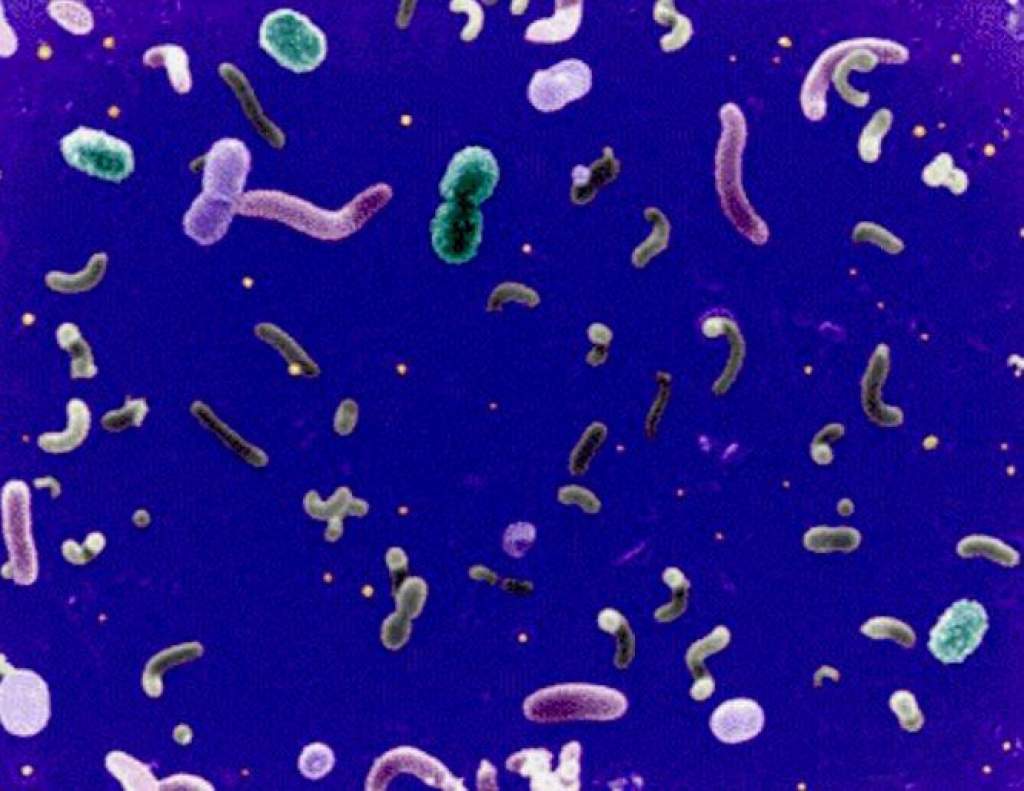 Mikrobák falták fel az olajfoltot