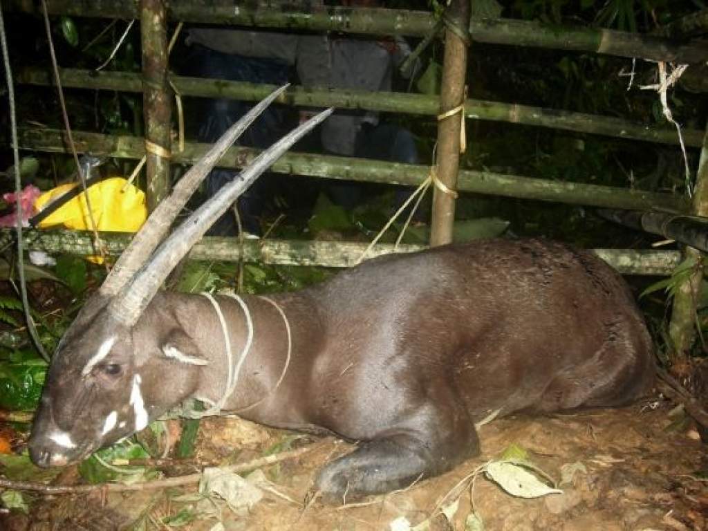 Előkerült a vietnami antilop