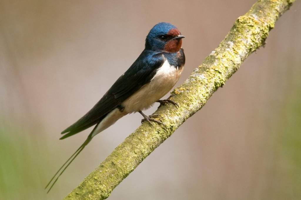 Több mint 125 ezer regisztrált madármegfigyeléssel ért véget az idei Tavaszi madárles