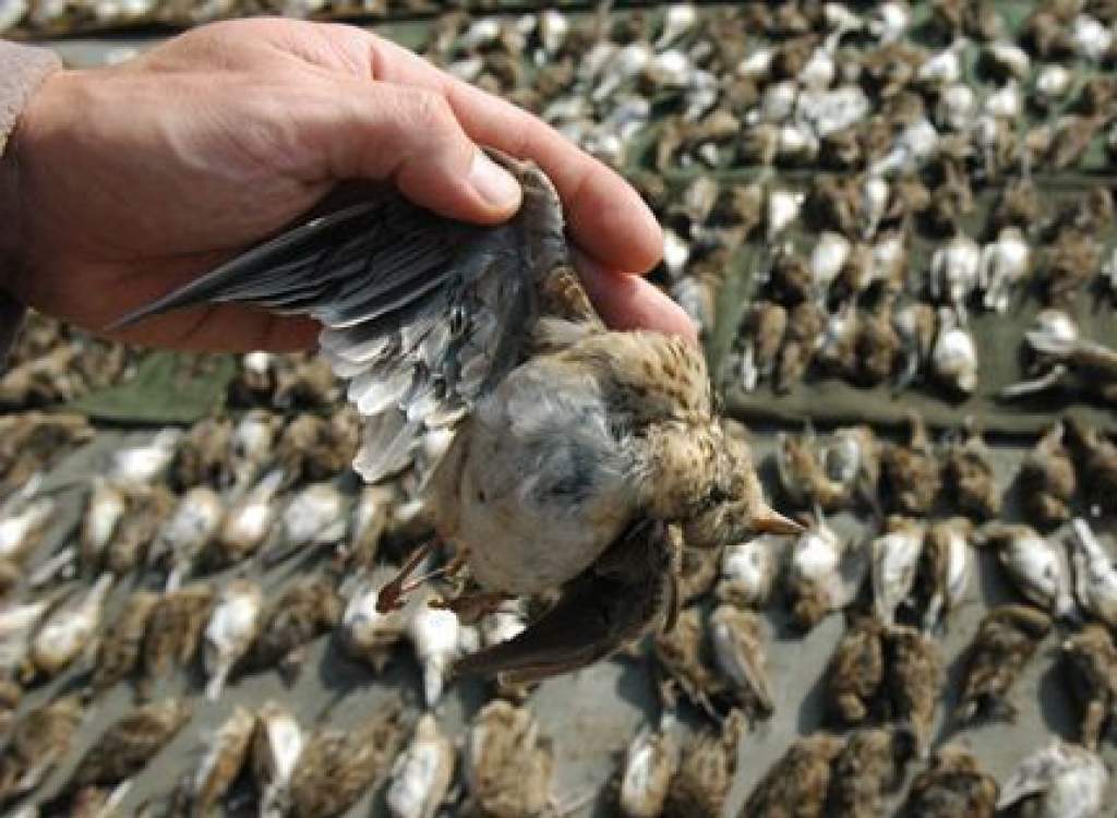 Riasztóan sok védett madarat pusztítanak el Európában