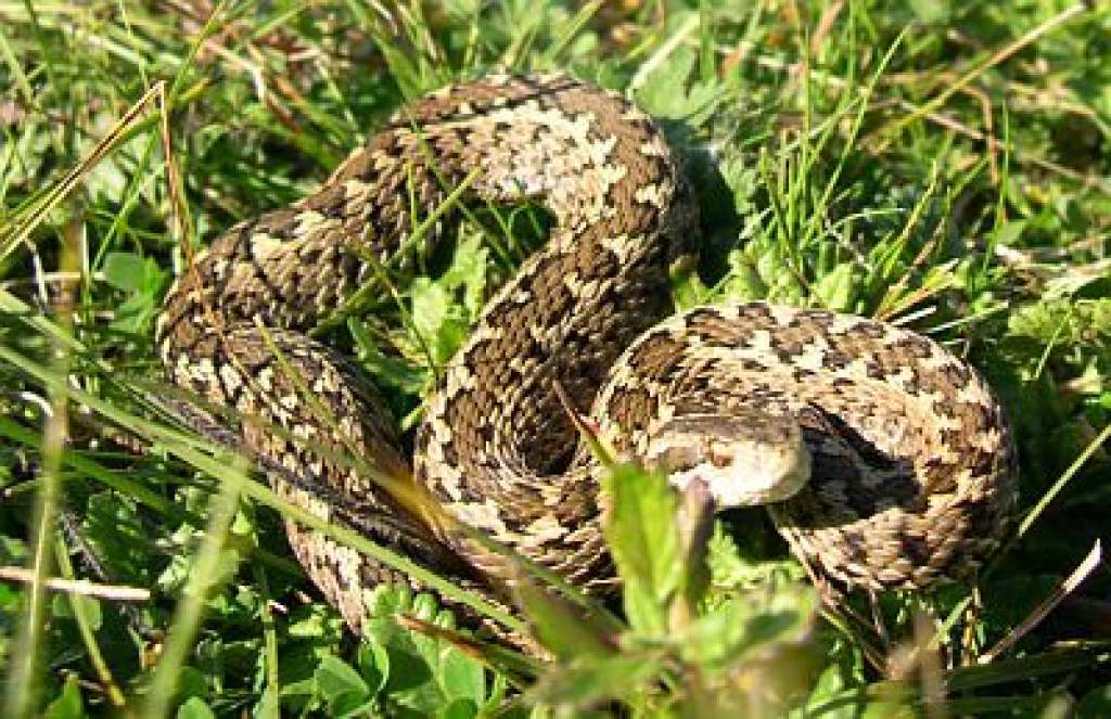 Megszületett az 1000. kígyó a kunpeszéri Rákosivipera-védelmi Központban