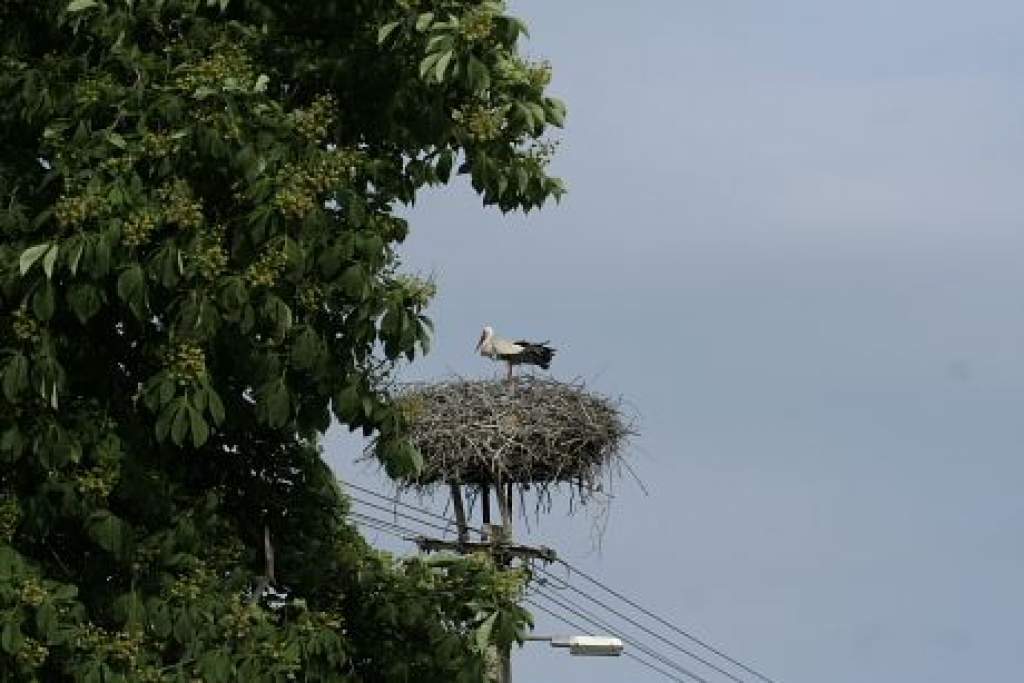 Véget ért a fehér gólyák költési időszaka, megkezdhetjük a fészkek biztonságossá tételét