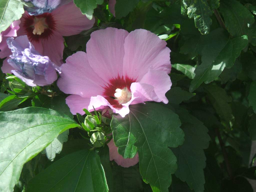 PORTA kert:A mályvacserje-Hibiscus syriacus