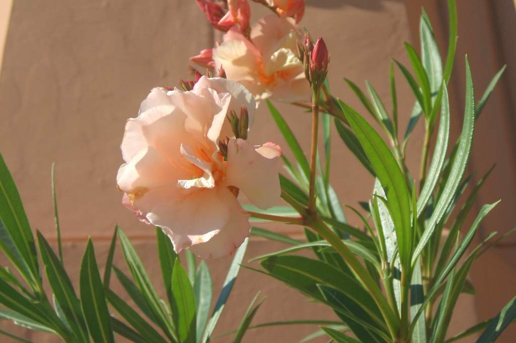 PORTA kert:A leander- Nerium oleander