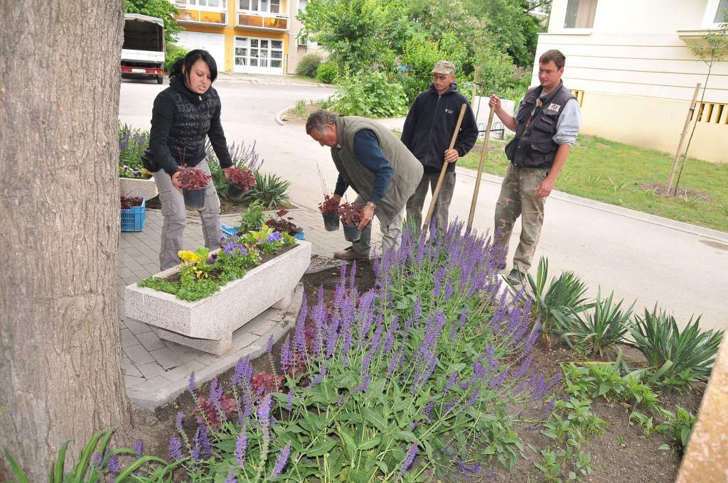 A Hegede Kertészet is besegít a szoboravató előkészületeibe