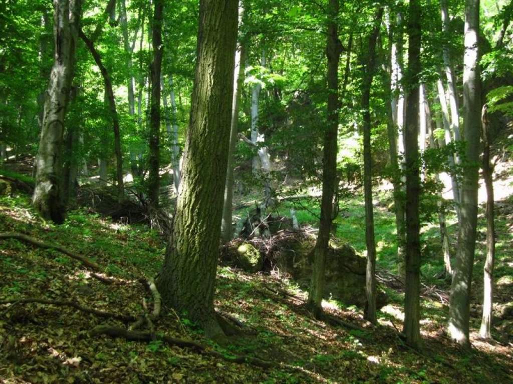 A Csarna-völgyben nem lesz fakitermelés