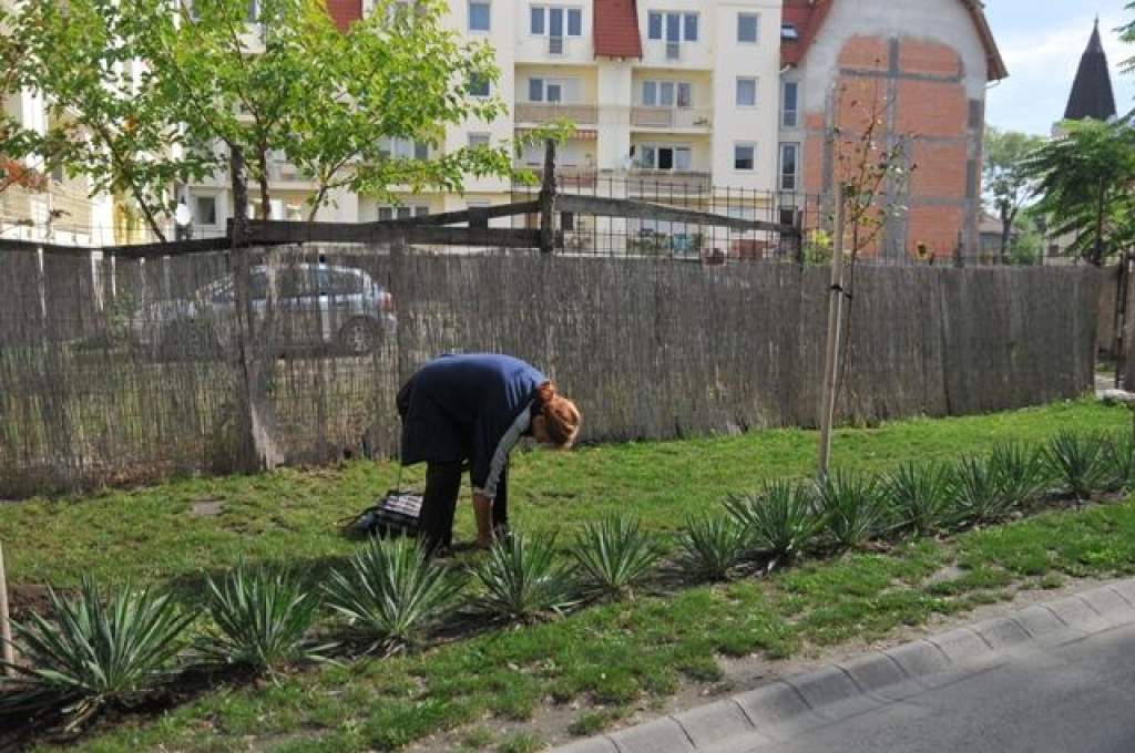 Kertészkedés: munkás hétfő a Wojtyla téren