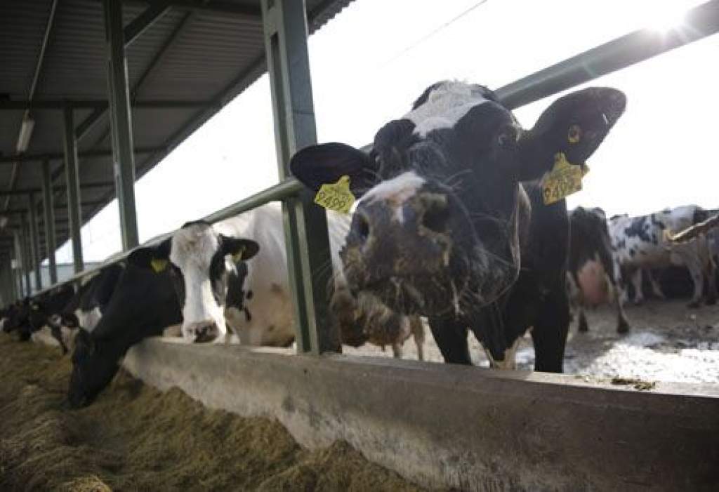 A tejtermelés támogatása központi helyen áll az agrárpolitikában