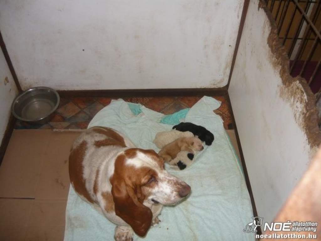 Állatotthonba kerültek a múlt héten mentett néhány napos kiskutyák-Anyakutya táplálja az életbe maradt csöppségeket