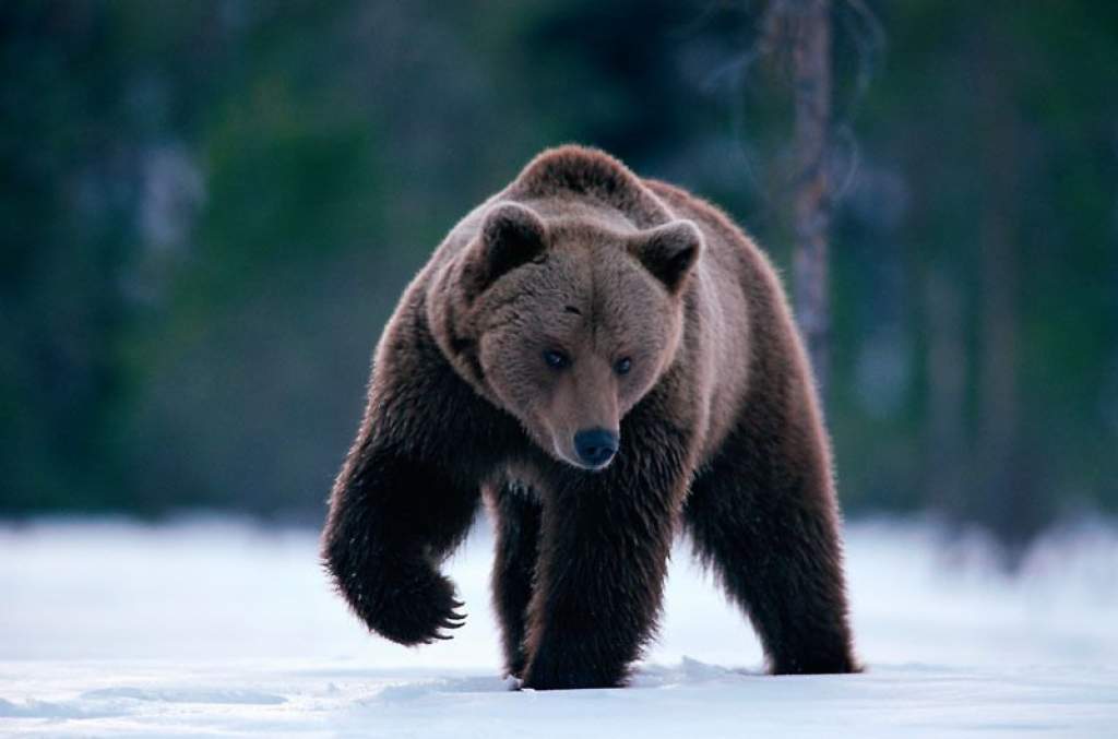 Hatalmas medvét fogott a WWF a Máramarosi havasokban