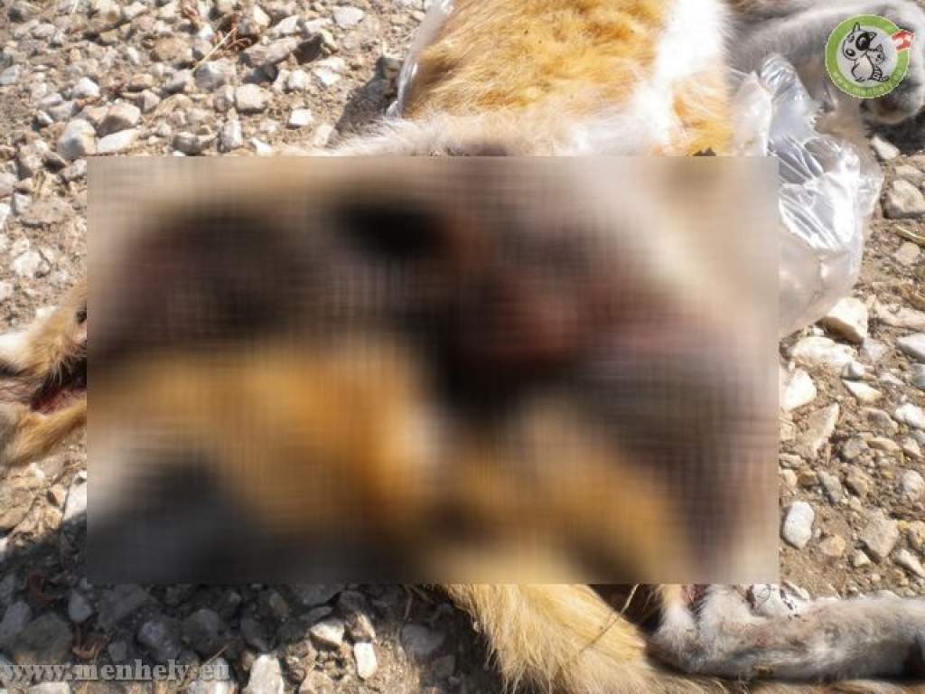 Macskagyilkosok garázdálkodnak Kecskeméten - Csak erős idegzetűeknek!!!!