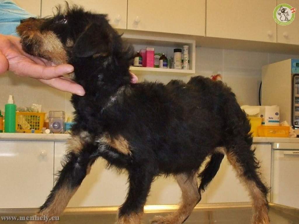 Meddig tart az emberi kegyetlenség határa? Bálamadzaggal kikötött kutyát mentettek az állatvédők.