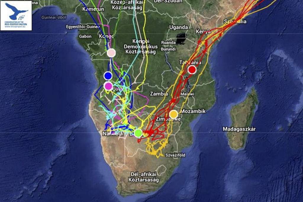 Elindult az afrikai „vércse-expressz” – megindult a műholdadós kék és amuri vércsék tavaszi vonulása is