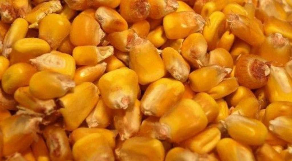 GMO-val szennyezett kukorica vetőmagot találtak egy kecskeméti szállítmányban