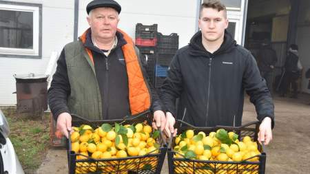 Friss citrom a lajosmizsei „citromkirálytól”