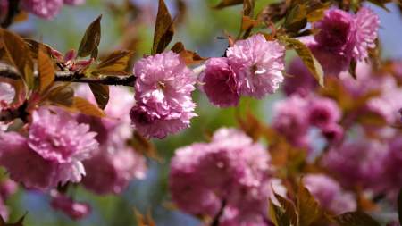 Nagypéntek a természet ölelésében – Virágoznak a japán cseresznyefák a Szegedi Füvészkertben